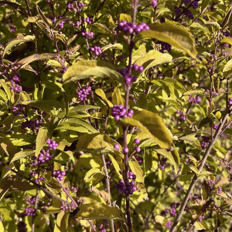 Callicarpa dichotoma 'Issai' - 3 litre - Cedar Nursery - Plants and Outdoor Living