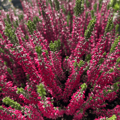 Calluna vulgaris Beauty Ladies Series - Cedar Nursery - Plants and Outdoor Living