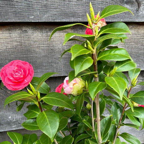 Camellia japonica 'Bonomiana' - 7.5 litre (Repotted) - Cedar Nursery - Plants and Outdoor Living