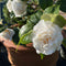 Buy Camellia japonica 'Powder Puff' - 5 litre online from Cedar Nursery