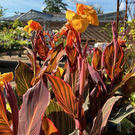 Canna 'Phasion' syn Durban/Tropicanna - 5 litre - Cedar Nursery - Plants and Outdoor Living