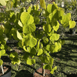 Cercis canadensis Golden Falls ='NC2015 - 12' - 10 litre - Cedar Nursery - Plants and Outdoor Living