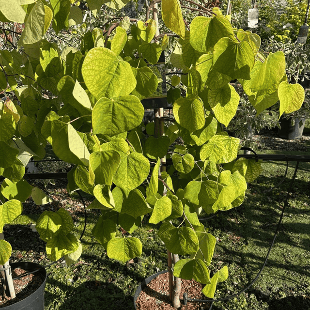 Cercis canadensis Golden Falls ='NC2015 - 12' - 10 litre - Cedar Nursery - Plants and Outdoor Living