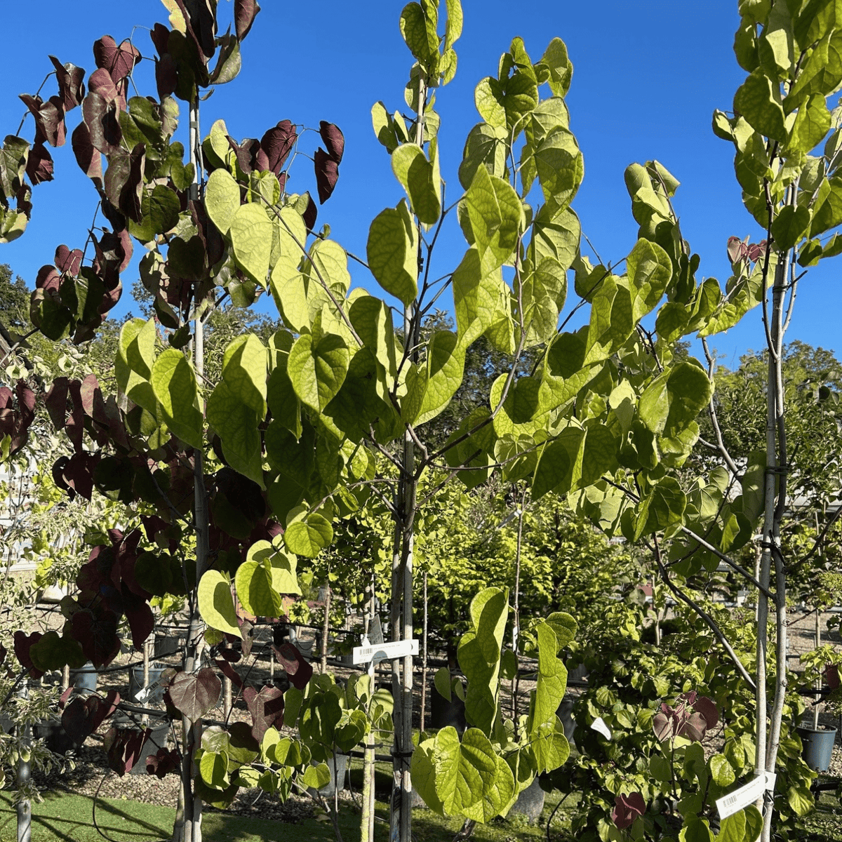 Cercis canadensis 'Pink Pom Poms' - 10 litre - Cedar Nursery - Plants and Outdoor Living