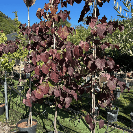 Cercis canadensis 'Ruby Falls' - 15 litre - Cedar Nursery - Plants and Outdoor Living