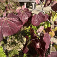 Cercis canadensis 'Ruby Falls' - 4 litre - Cedar Nursery - Plants and Outdoor Living