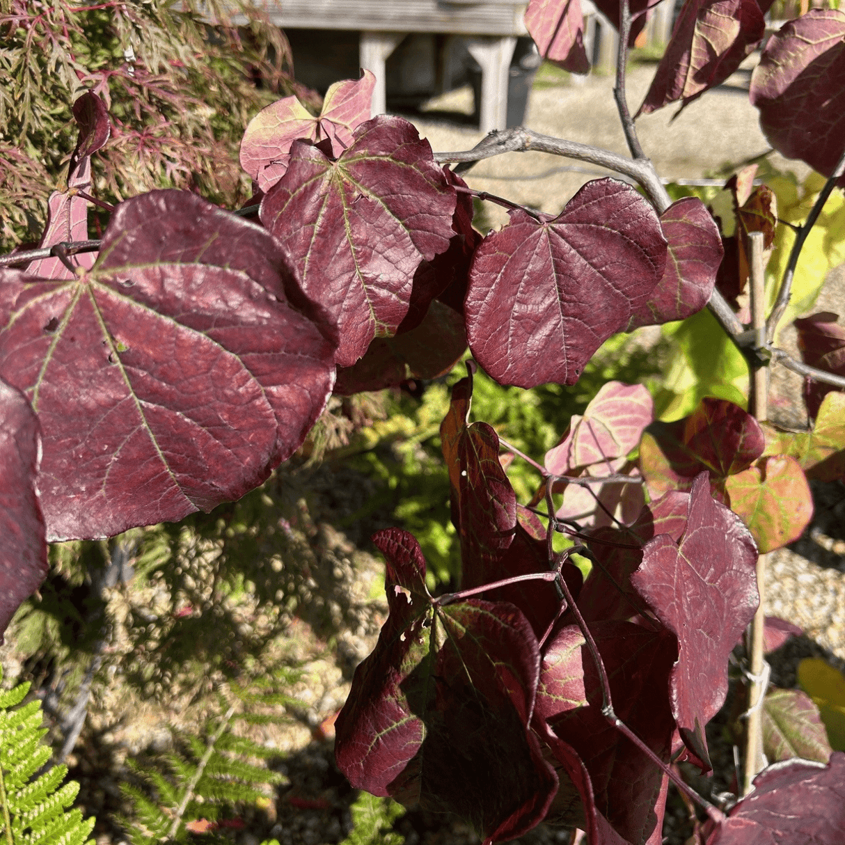 Cercis canadensis 'Ruby Falls' - 4 litre - Cedar Nursery - Plants and Outdoor Living