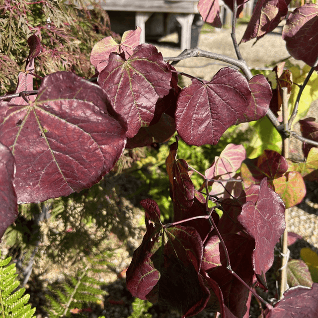 Cercis canadensis 'Ruby Falls' - 4 litre - Cedar Nursery - Plants and Outdoor Living