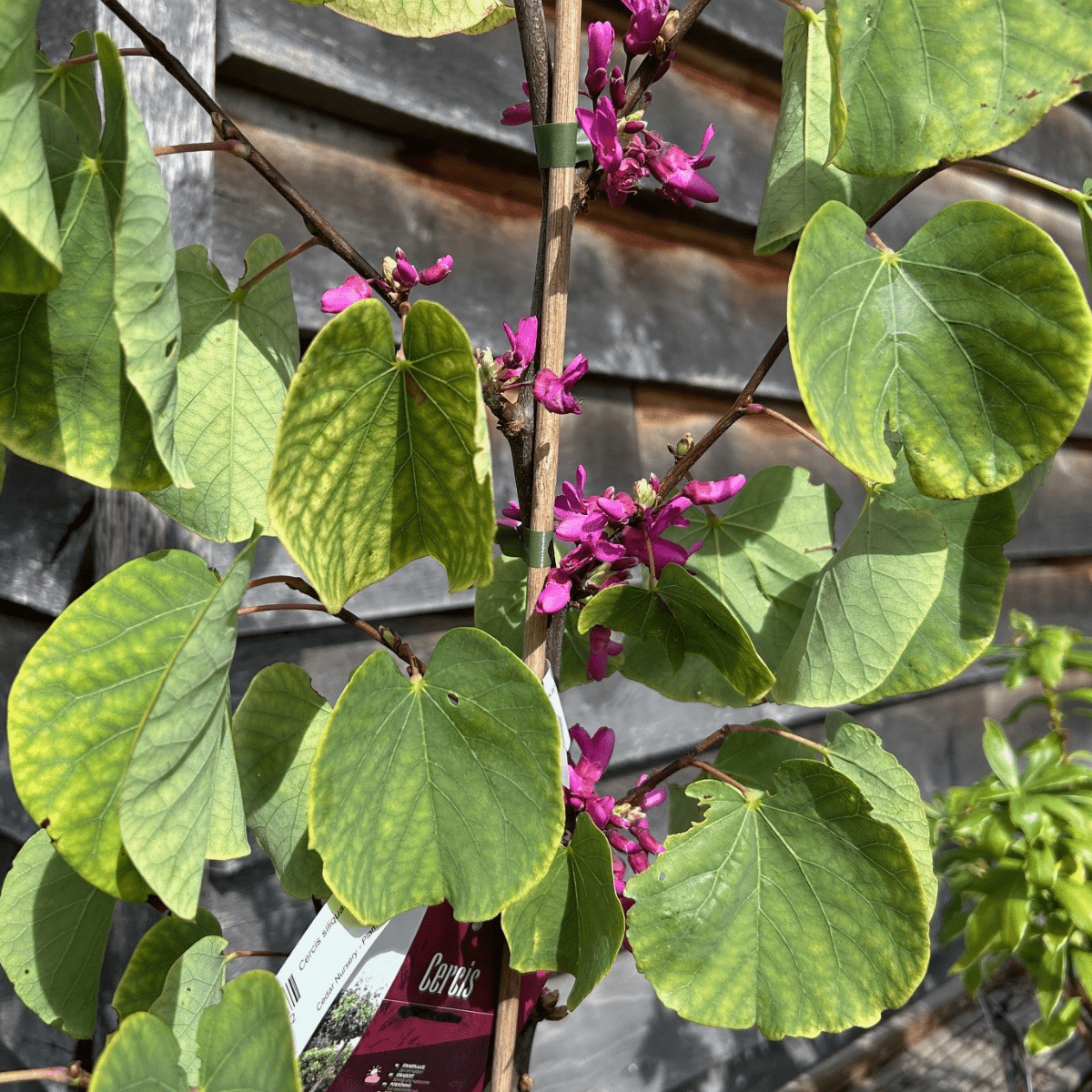 Cercis siliquastrum 'Bodnant' - 4 litre - Cedar Nursery - Plants and Outdoor Living