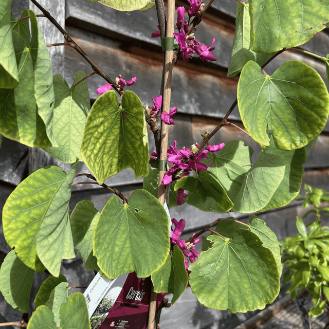 Cercis siliquastrum 'Bodnant' - 4 litre - Cedar Nursery - Plants and Outdoor Living