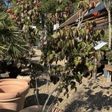 Cornus kousa 'Miss Satomi' - Cedar Nursery - Plants and Outdoor Living