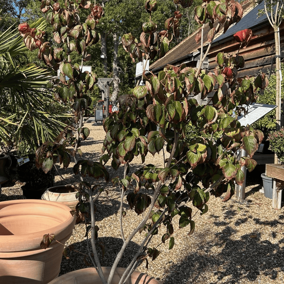 Cornus kousa 'Miss Satomi' - Cedar Nursery - Plants and Outdoor Living