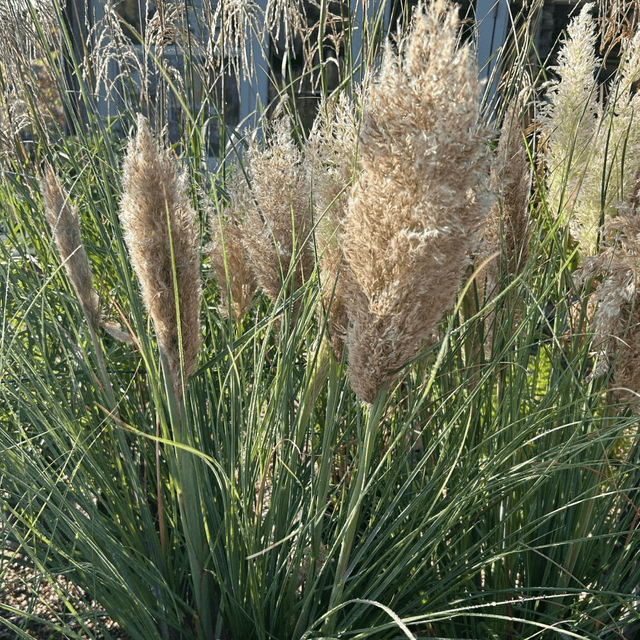 Cortaderia selloana Tiny Pampa ='Day1' - Cedar Nursery - Plants and Outdoor Living