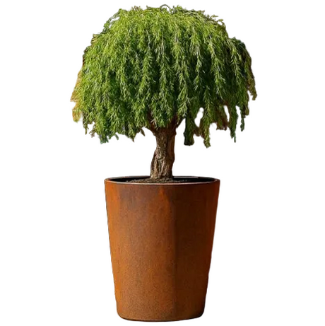 Corten steel tapered cylinder garden plantter - available from Cedar Nursery, Surrey.