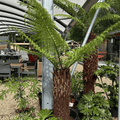 Dicksonia antarctica - Stem 100 cm (Tree Fern) - Cedar Nursery - Plants and Outdoor Living