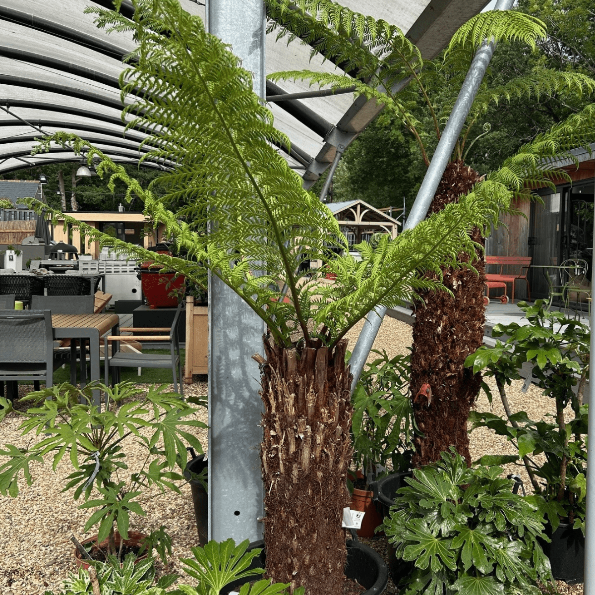 Dicksonia antarctica - Stem 100 cm (Tree Fern) - Cedar Nursery - Plants and Outdoor Living
