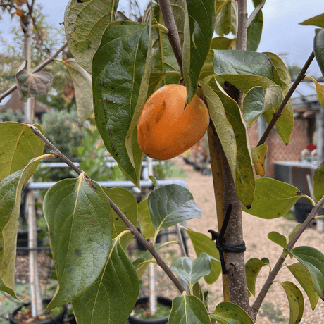 Diospyros kaki 'Rojo Brillante' (astringent Persimmon) - Cedar Nursery - Plants and Outdoor Living