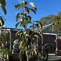 Diospyros x 'Rosseyanka' (astringent Persimmon) - Cedar Nursery - Plants and Outdoor Living