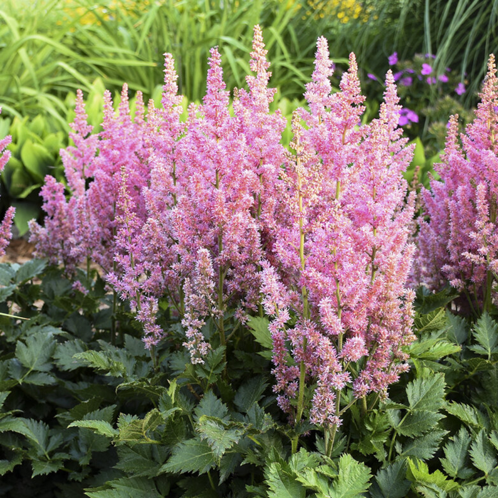 Astilbe 'Pink' from Cedar Nursery, Cobham