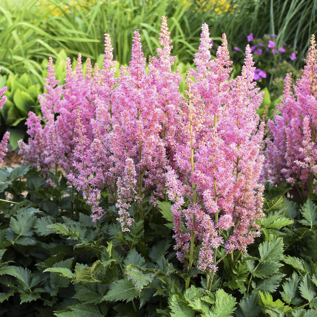 Astilbe 'Pink' from Cedar Nursery, Cobham
