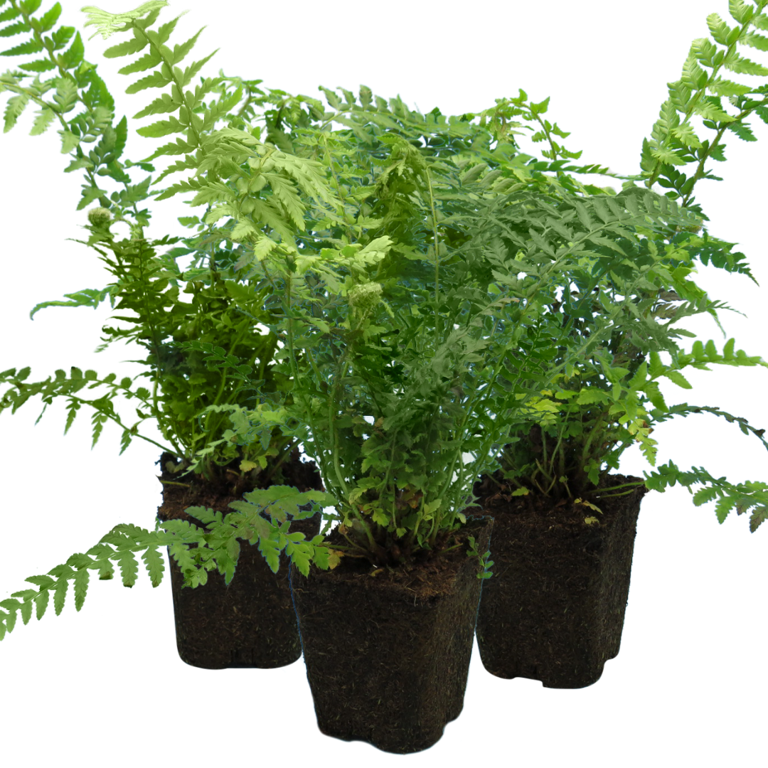 Dryopteris filix-mas (Male Fern) from Cedar Nursery, Cobham