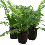 Dryopteris filix-mas (Male Fern) from Cedar Nursery, Cobham