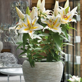 Lilium (Oriental Group) 'Golden Romance' from Cedar Nursery, Cobham