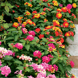 Set of Lantana camara 'Evita' (Sunrise, Pink, Rose) from Cedar Nursery, Cobham