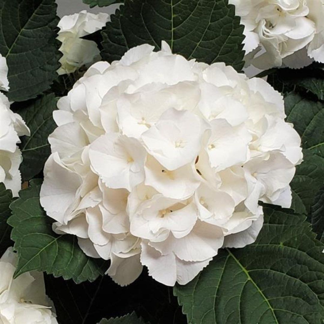 Hydrangea macrophylla 'White' from Cedar Nursery, Cobham