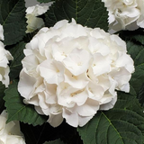 Hydrangea macrophylla 'White' from Cedar Nursery, Cobham