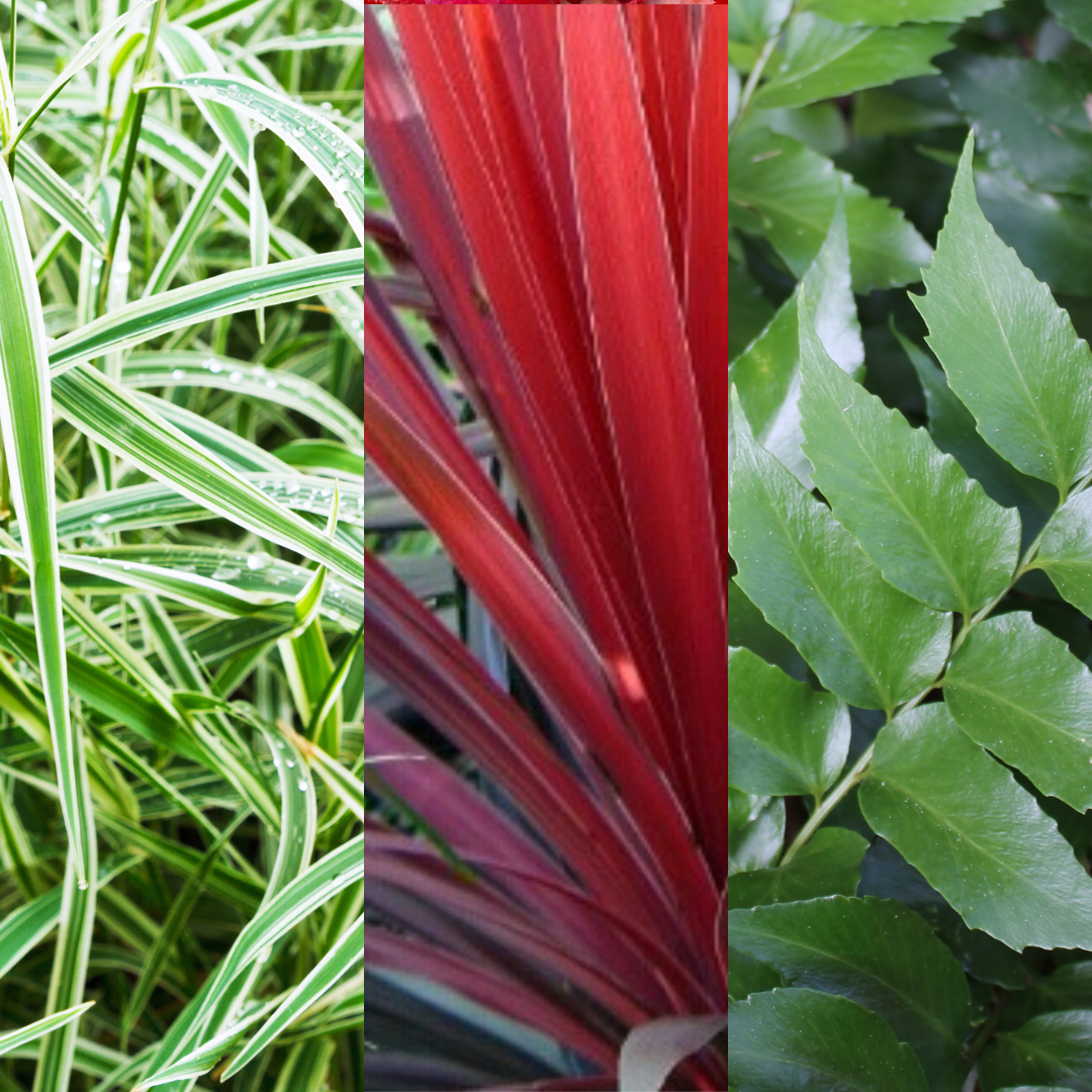 Contemporary Set - Cyrtomium falcatum 13cm, Carex oshimensis 'Feather Falls' 10.5cm, Cordyline australis 'Red Star' 13cm from Cedar Nursery, Cobham