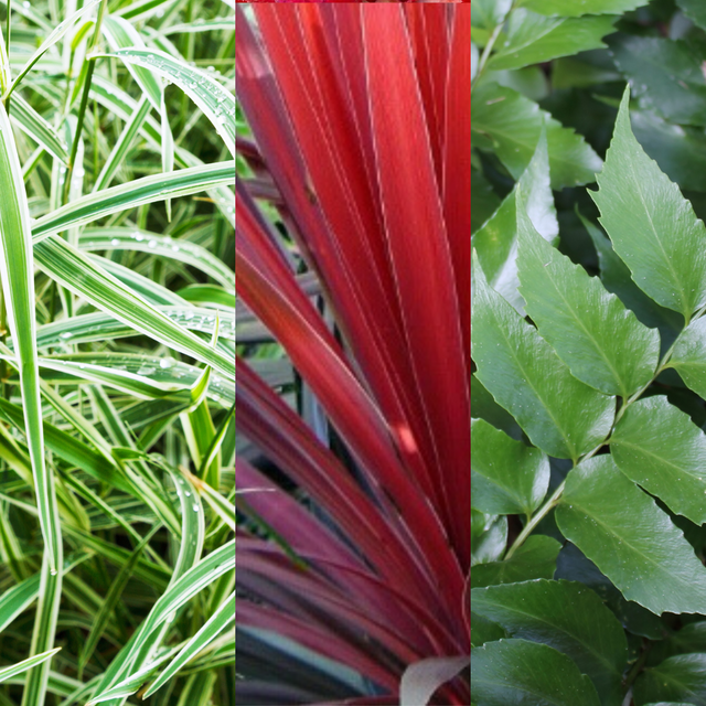 Contemporary Set - Cyrtomium falcatum 13cm, Carex oshimensis 'Feather Falls' 10.5cm, Cordyline australis 'Red Star' 13cm from Cedar Nursery, Cobham