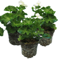 Polystichum setiferum (Shield Fern) from Cedar Nursery, Cobham