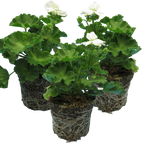 Polystichum setiferum (Shield Fern) from Cedar Nursery, Cobham