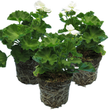 Polystichum setiferum (Shield Fern) from Cedar Nursery, Cobham