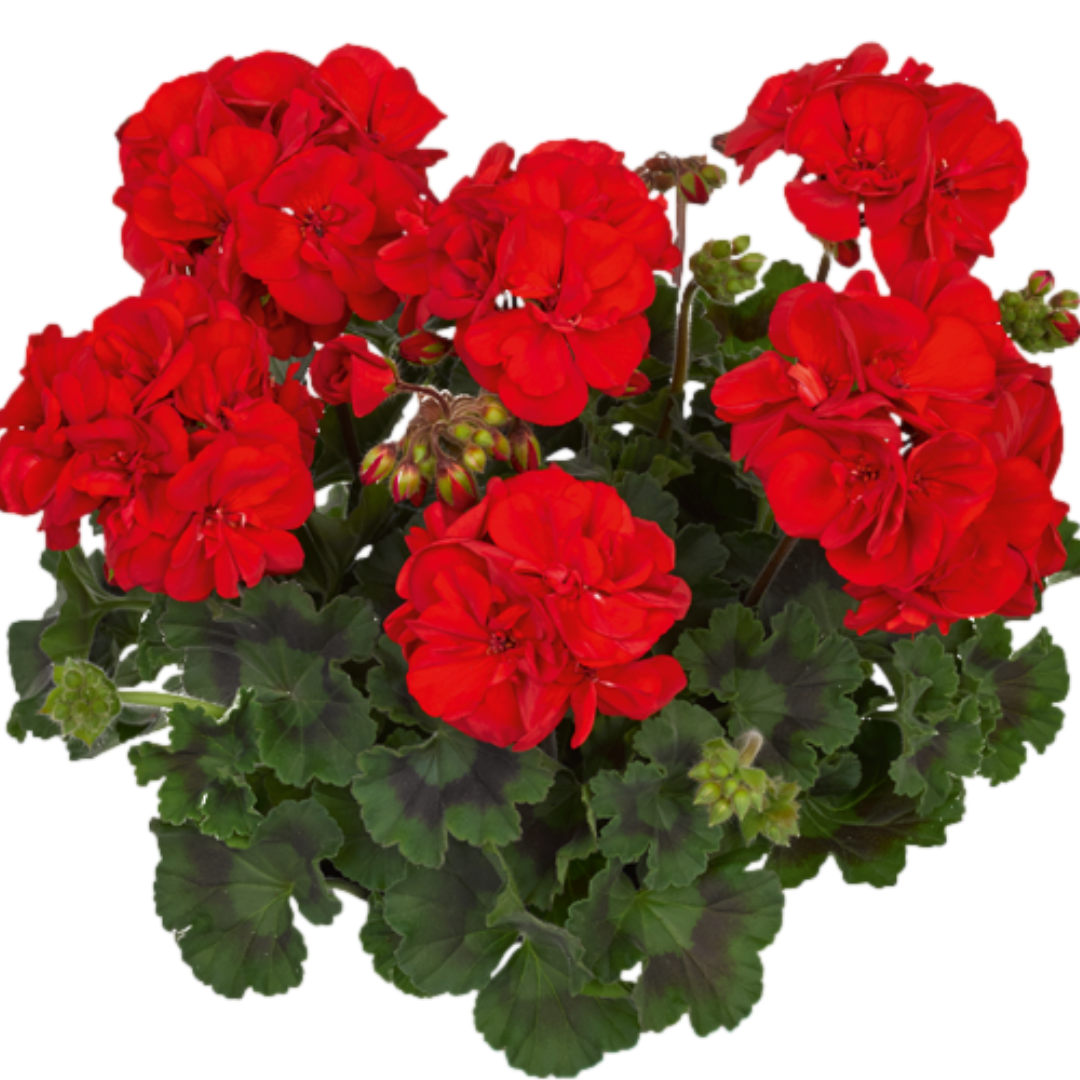 Pelargonium 'Toscana Dolce Vita Mylena' from Cedar Nursery, Cobham