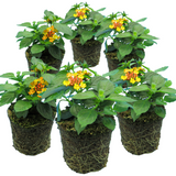 Lantana camara 'Evita Sunrise' from Cedar Nursery, Cobham