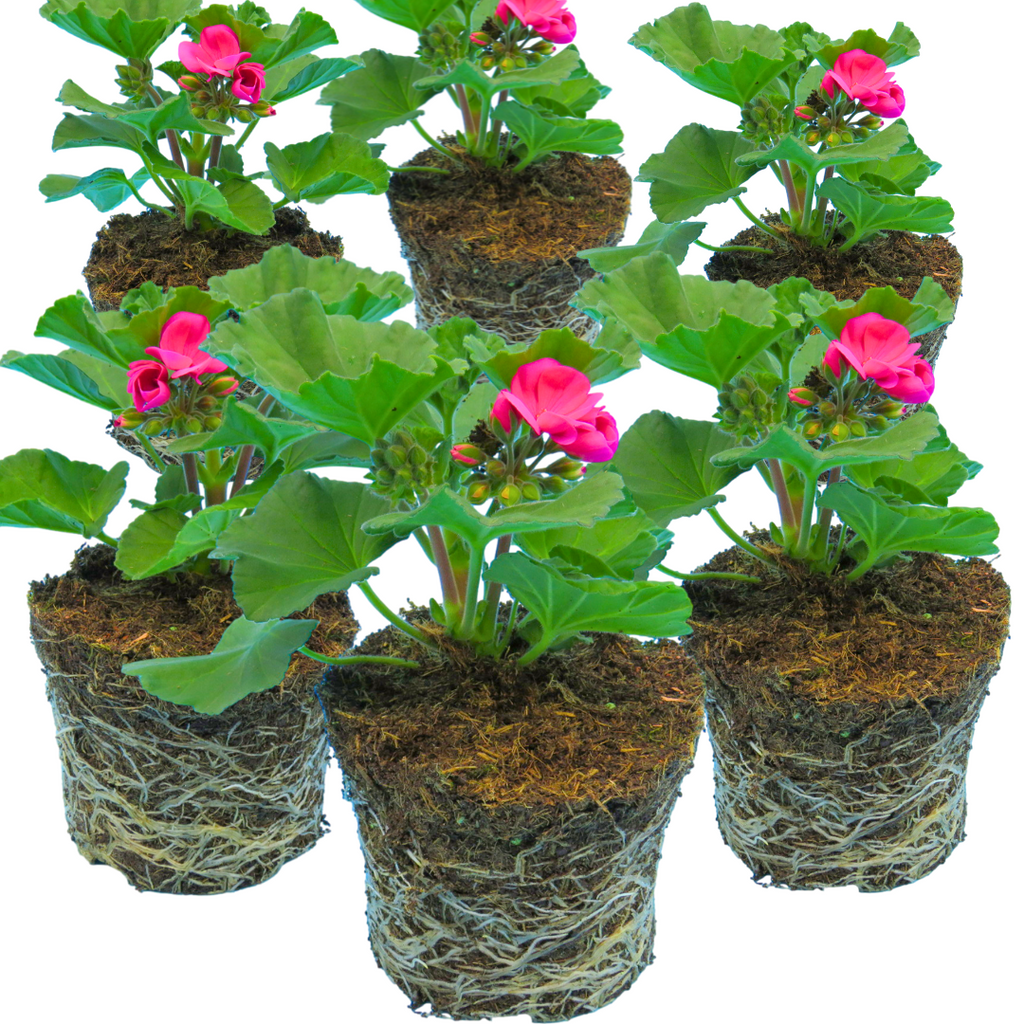 Pelargonium 'Toscana Dolce Vita Klass' from Cedar Nursery, Cobham