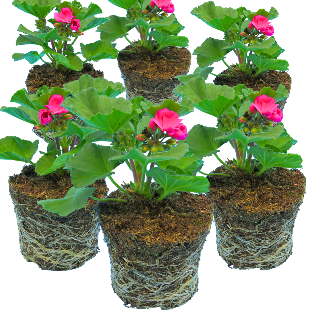 Pelargonium 'Toscana Dolce Vita Klass' from Cedar Nursery, Cobham