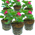 Pelargonium 'Toscana Dolce Vita Klass' from Cedar Nursery, Cobham