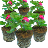Pelargonium 'Toscana Dolce Vita Klass' from Cedar Nursery, Cobham