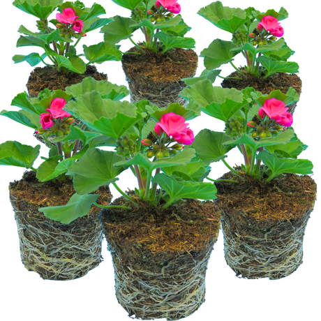 Pelargonium 'Toscana Dolce Vita Klass' from Cedar Nursery, Cobham