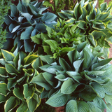 Set of Hosta (Francee, First Frost, Paul's Glory)