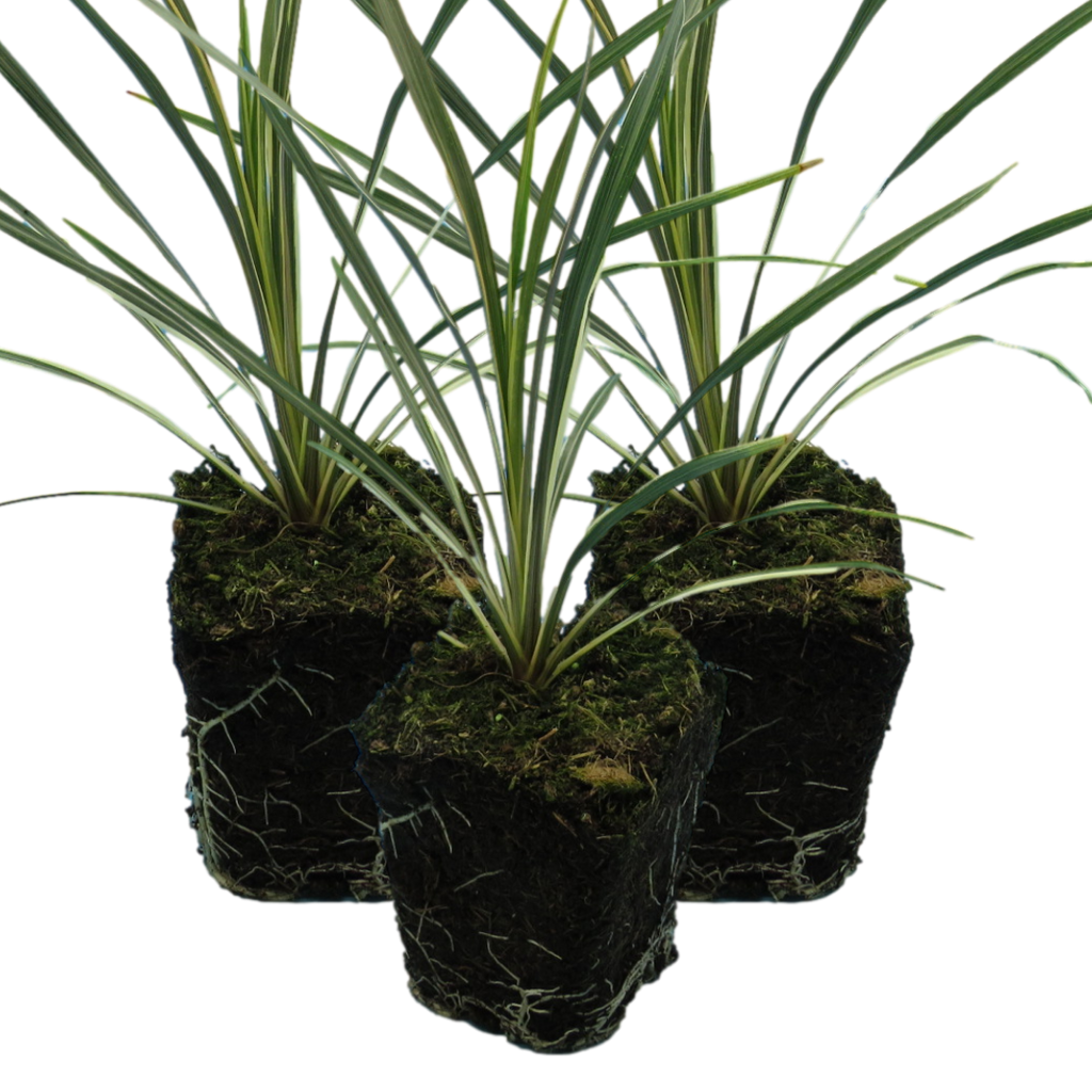 Cordyline australis 'Torbay Dazzler' from Cedar Nursery, Cobham