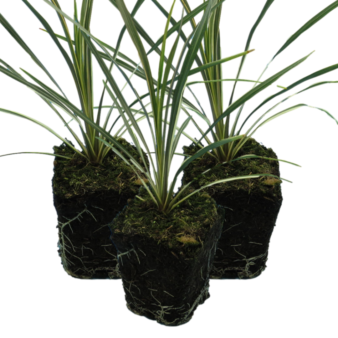 Cordyline australis 'Torbay Dazzler' from Cedar Nursery, Cobham