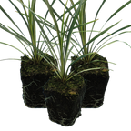 Cordyline australis 'Torbay Dazzler' from Cedar Nursery, Cobham