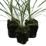 Cordyline australis 'Torbay Dazzler' from Cedar Nursery, Cobham