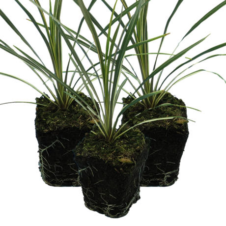 Cordyline australis 'Torbay Dazzler' from Cedar Nursery, Cobham