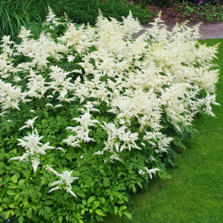 Astilbe 'White' from Cedar Nursery, Cobham