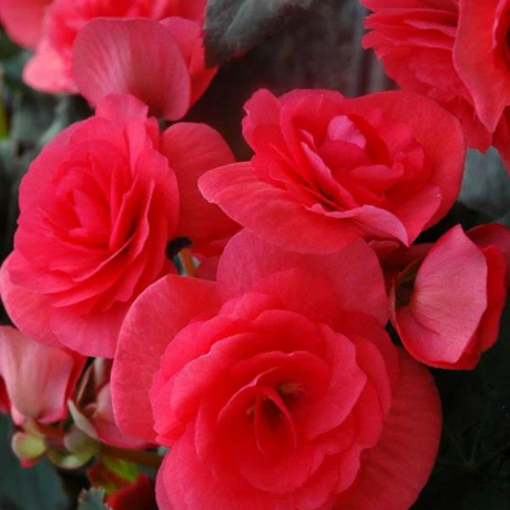 Begonia 'Solenia Dark Pink' from Cedar Nursery, Cobham